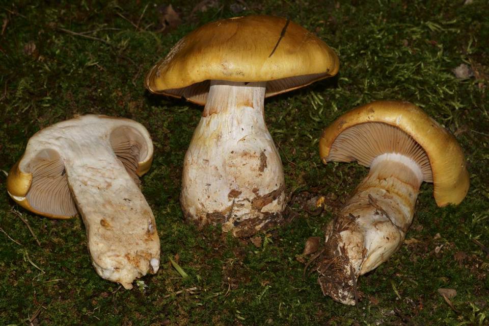 Cortinarius variiformis image