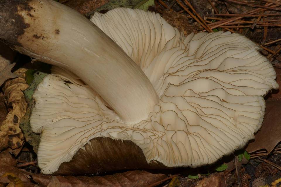 Megacollybia subfurfuracea image