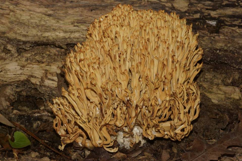 Ramaria obtusissima image