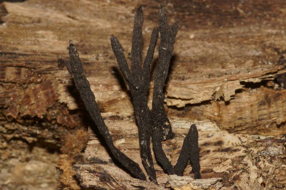Xylaria feejeensis image
