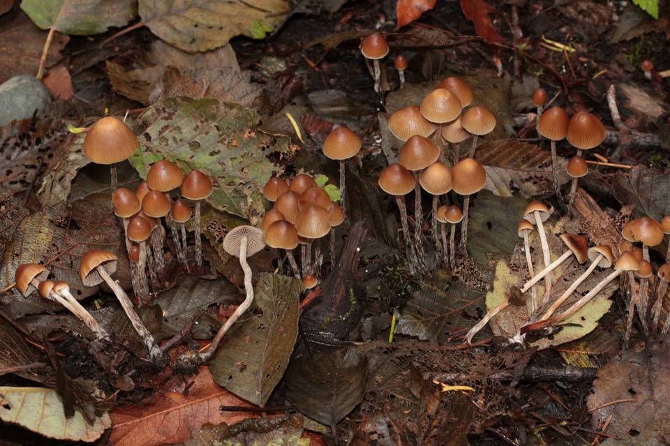 Psilocybe pelliculosa image