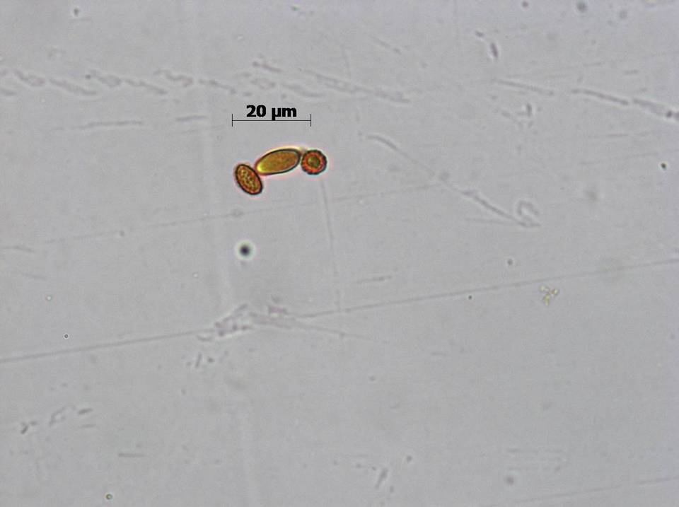 Gymnopilus cyanopalmicola image