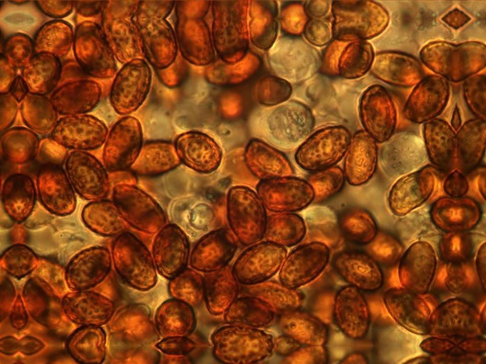 Gymnopilus cyanopalmicola image