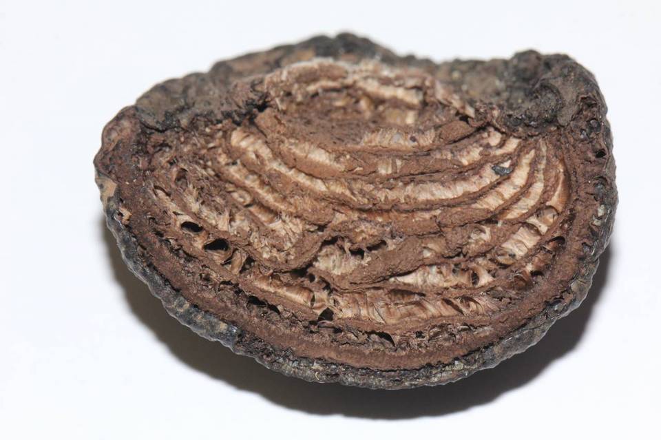 Daldinia macrospora image