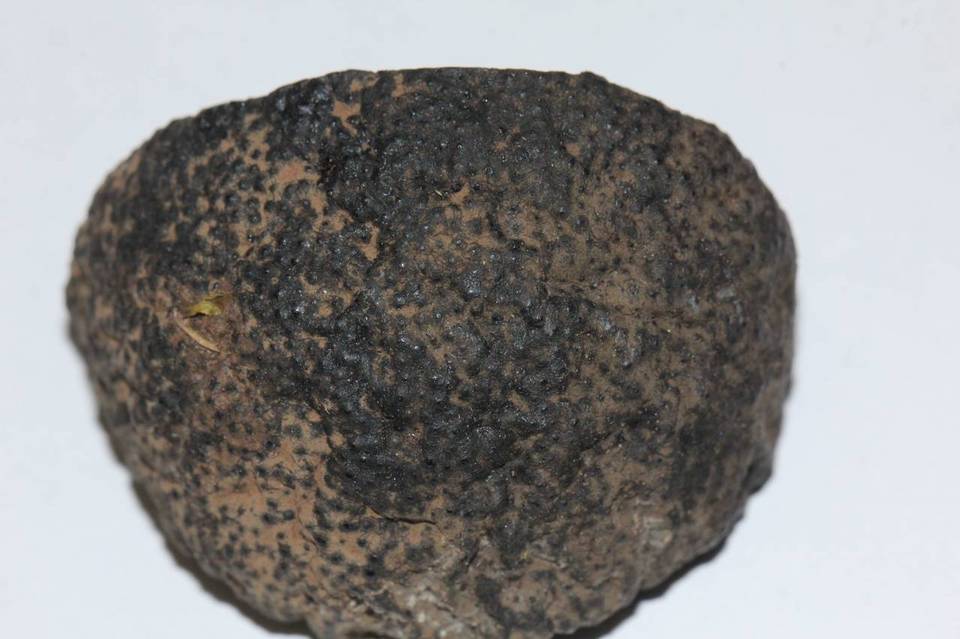 Daldinia macrospora image