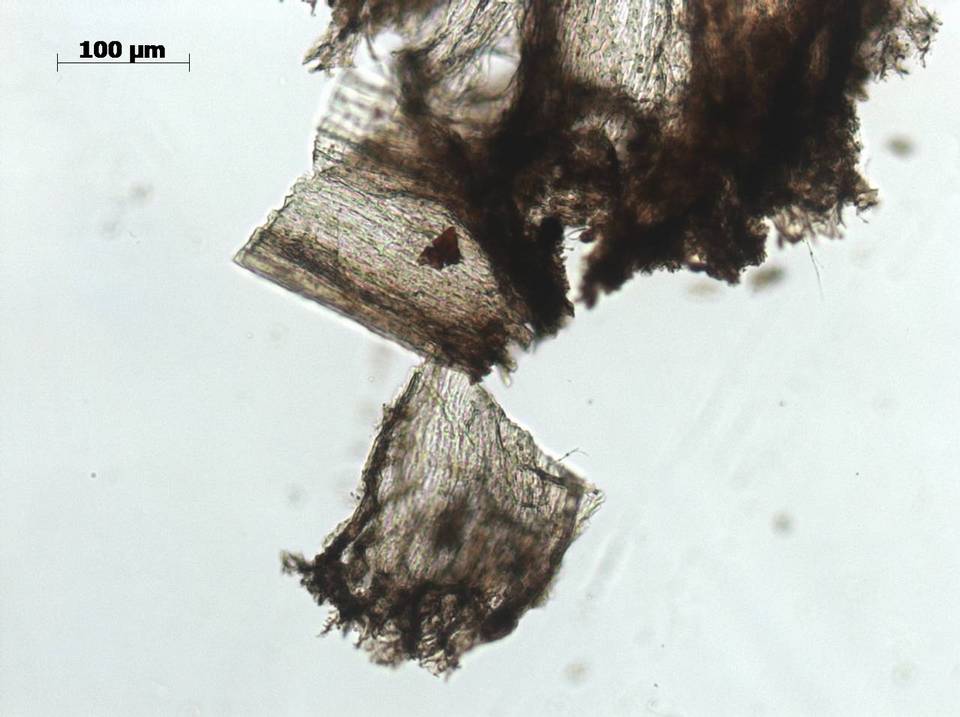 Daldinia macrospora image