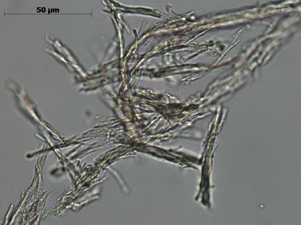 Daldinia macrospora image