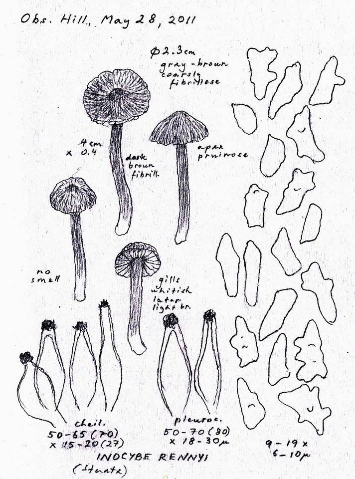 Inocybe rennyi image