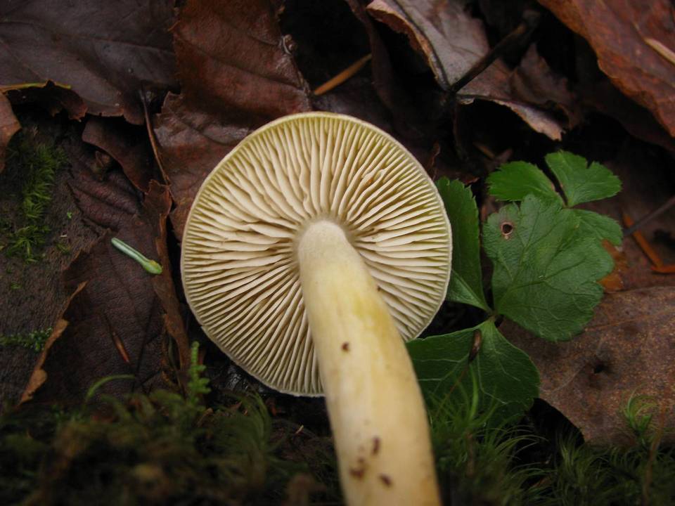 Tricholoma fumosoluteum image