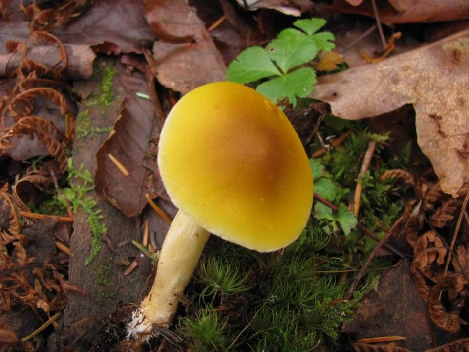 Tricholoma fumosoluteum image
