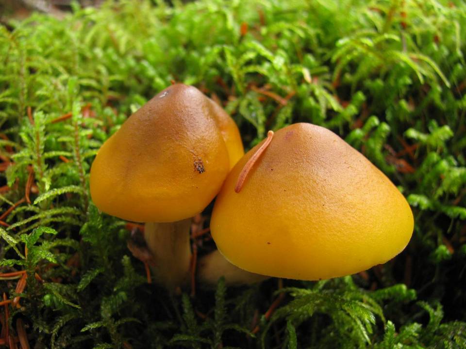 Tricholoma fumosoluteum image