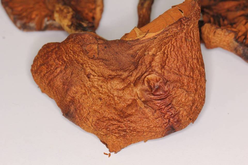 Gymnopilus magnificus image