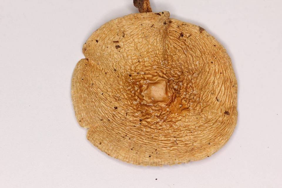 Amanita herrerae image