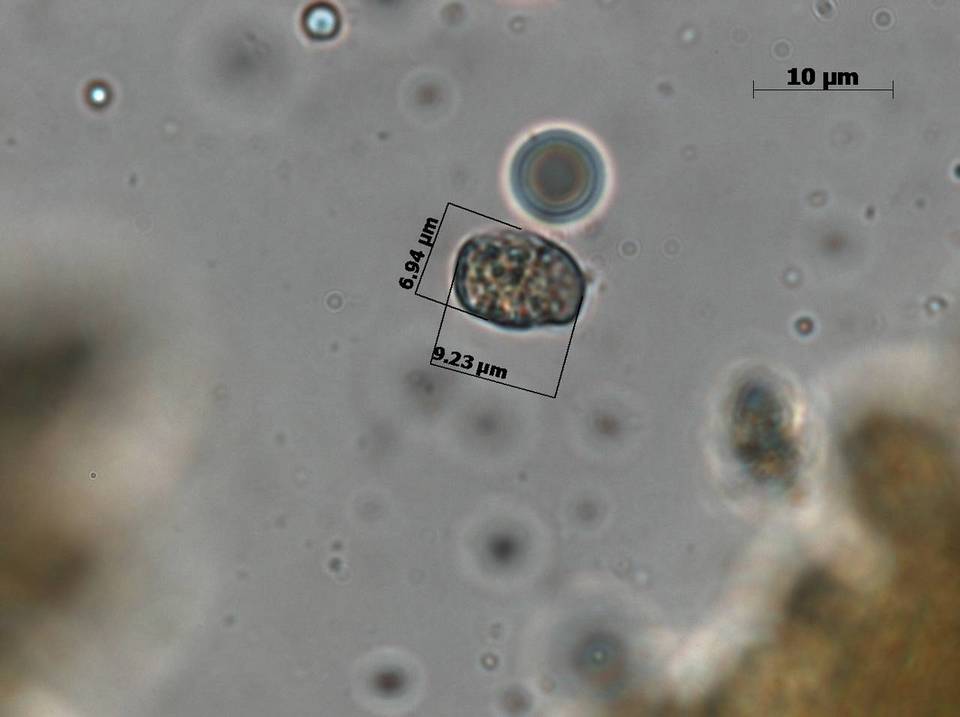 Amanita herrerae image