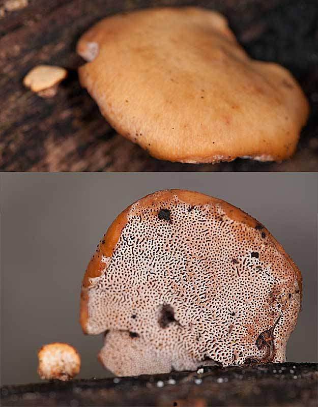 Polyporus gayanus image