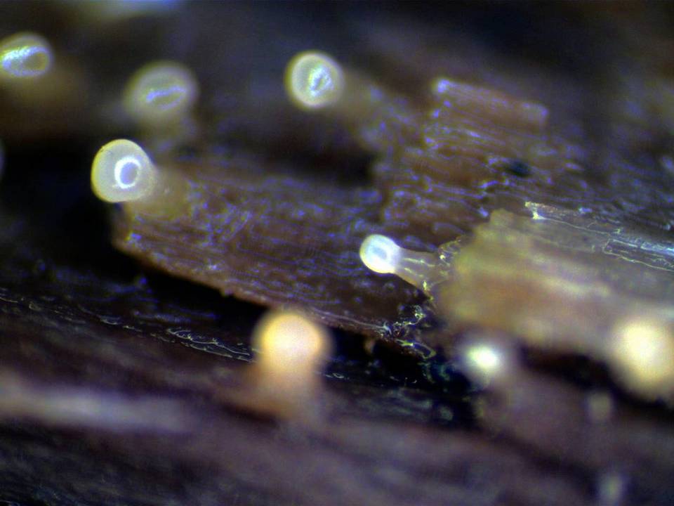 Basidiopycnides albertensis image