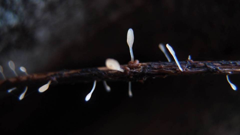 Typhula quisquiliaris image