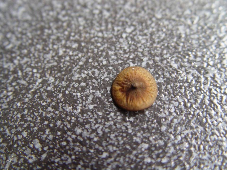 Rutstroemia firma image