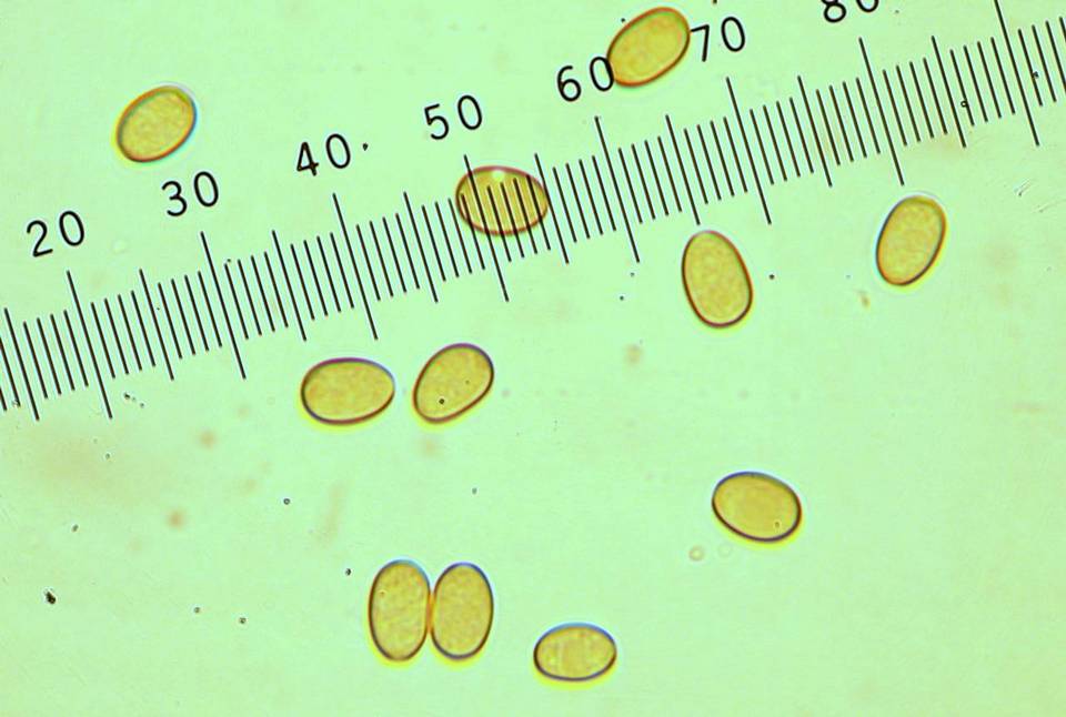 Pholiota decorata image