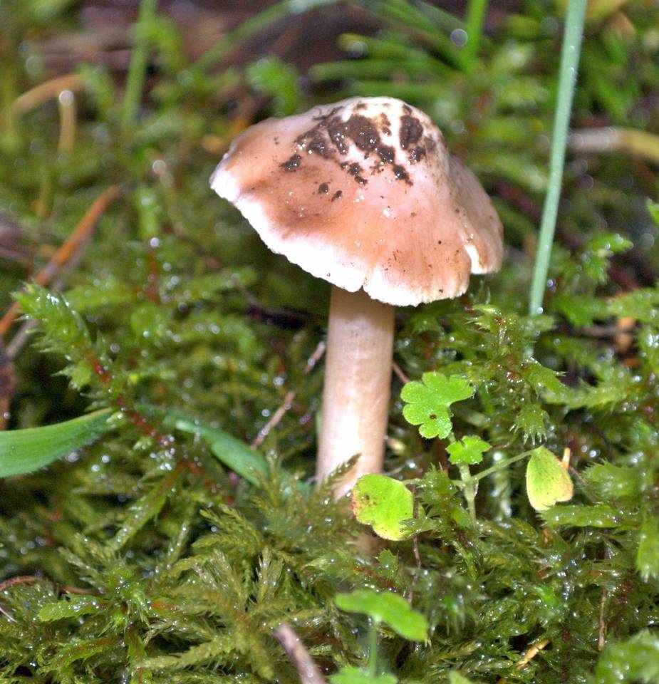 Inocybe albodisca image