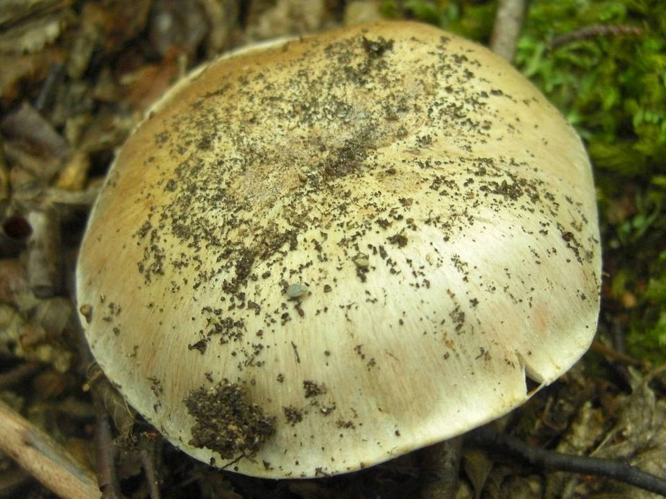 Cortinarius effundens image