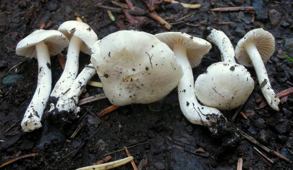 Inocybe geophylla var. geophylla image