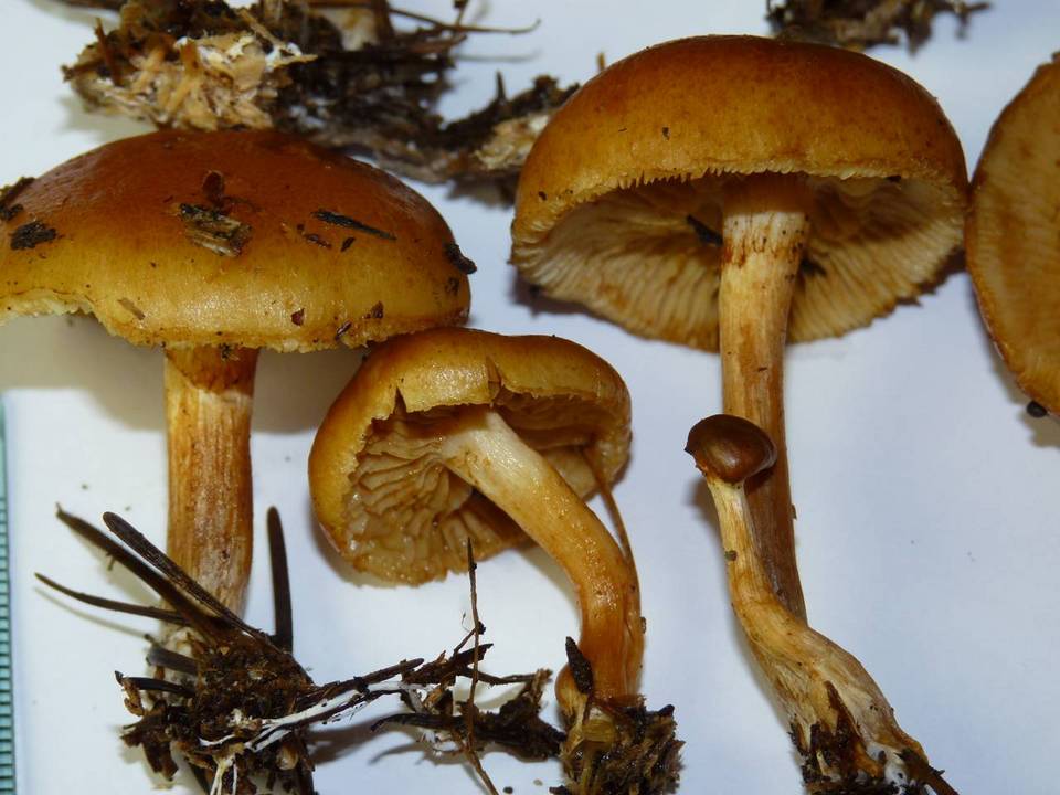 Gymnopilus rufobrunneus image