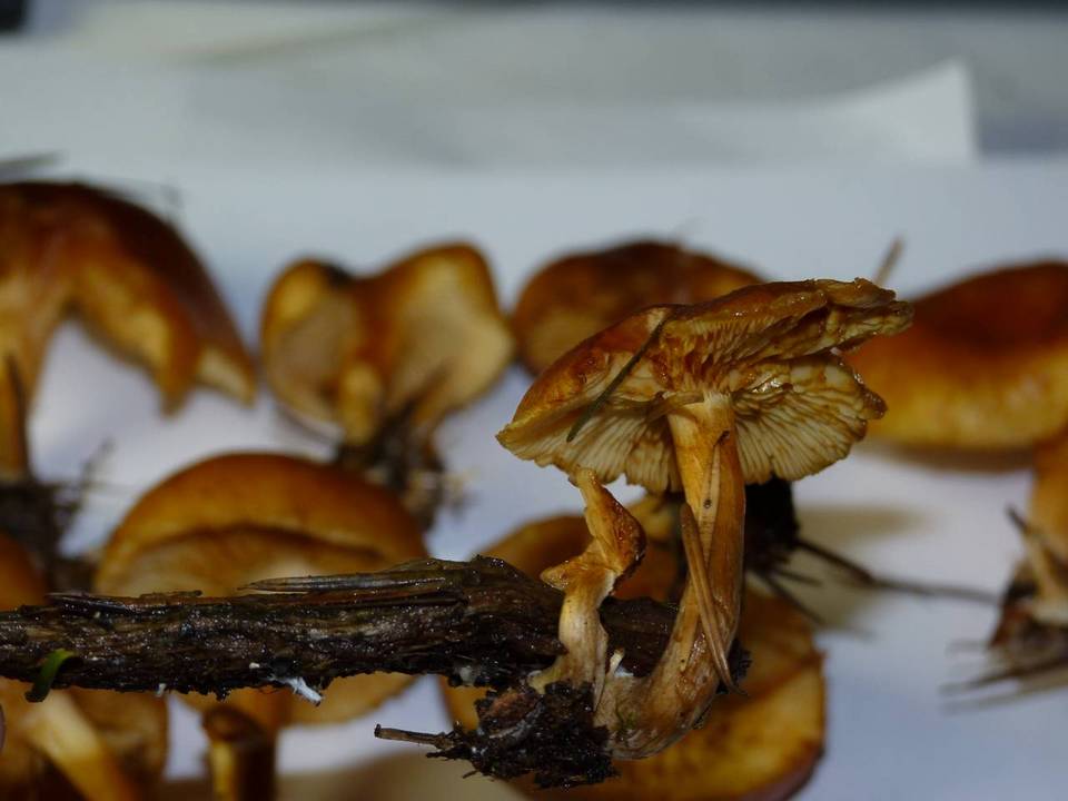 Gymnopilus rufobrunneus image