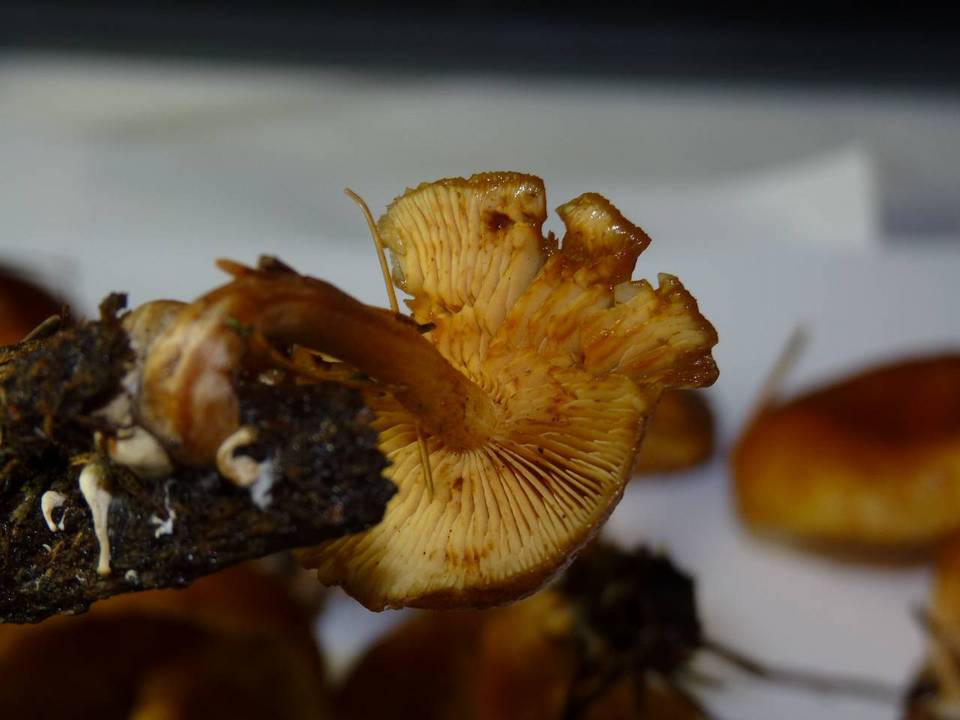 Gymnopilus rufobrunneus image