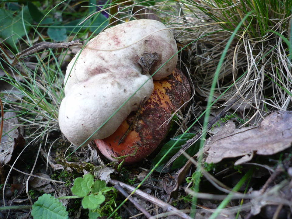 Boletus legaliae image