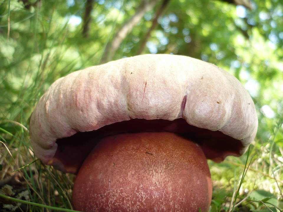 Boletus legaliae image