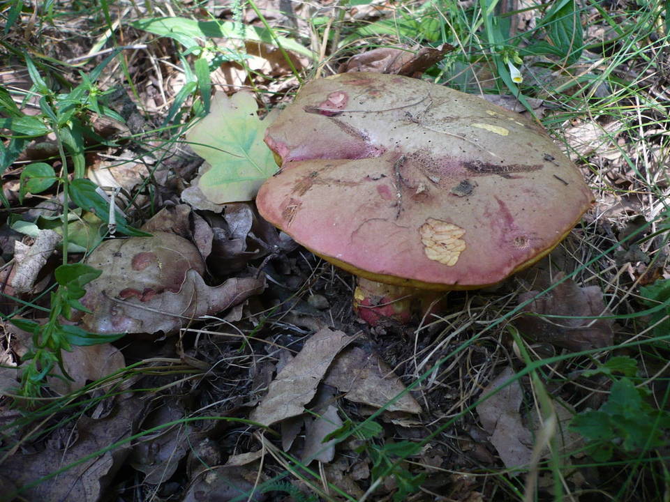 Boletus legaliae image
