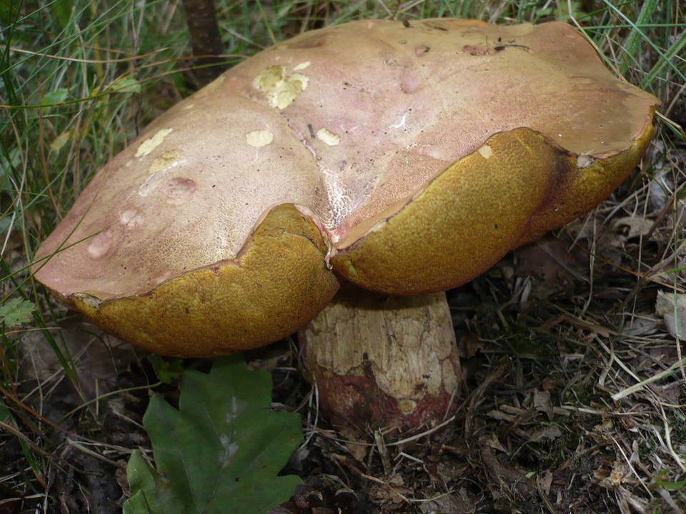 Boletus legaliae image