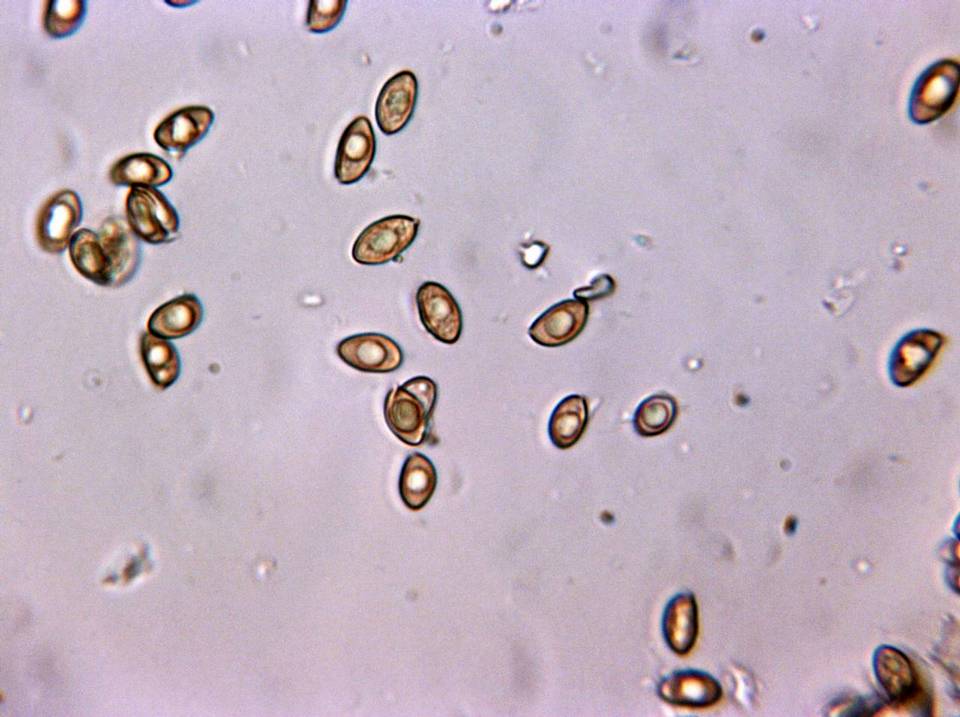 Inocybe laetior image