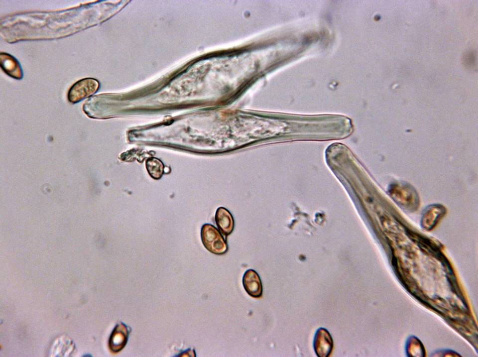 Inocybe laetior image