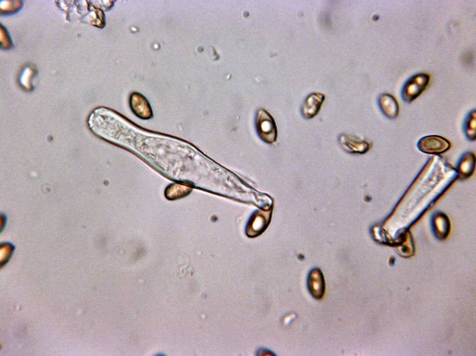 Inocybe laetior image