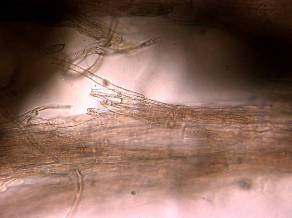 Inocybe laetior image