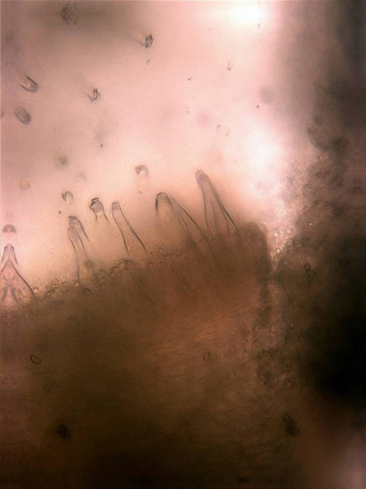 Inocybe laetior image
