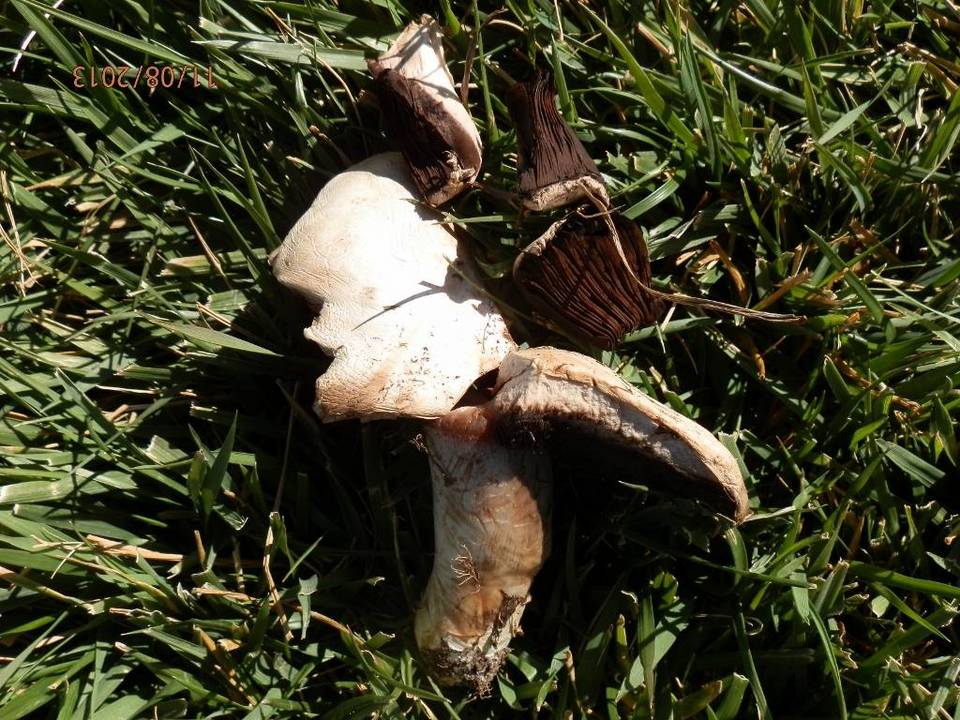 Agaricus solidipes image