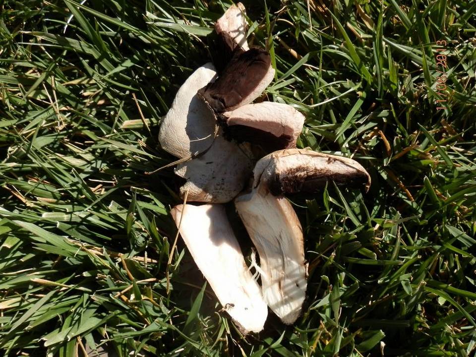 Agaricus solidipes image