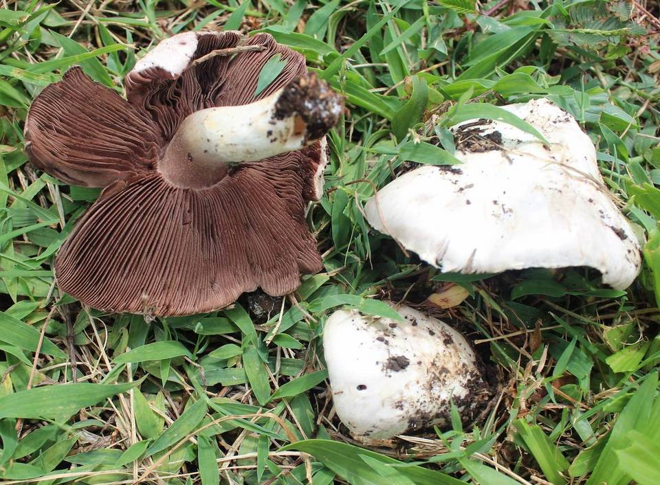 Agaricus speciosus image