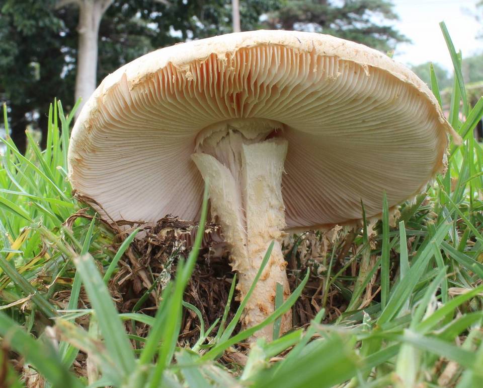 Amanita manicata image