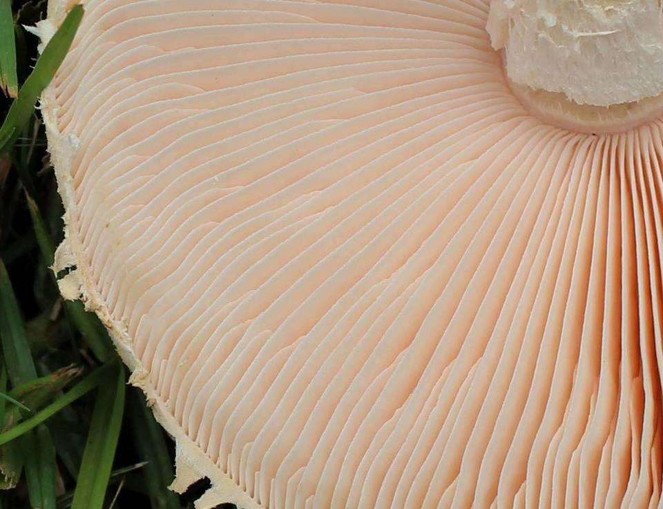 Amanita manicata image