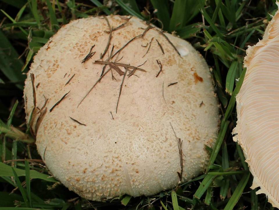 Amanita manicata image