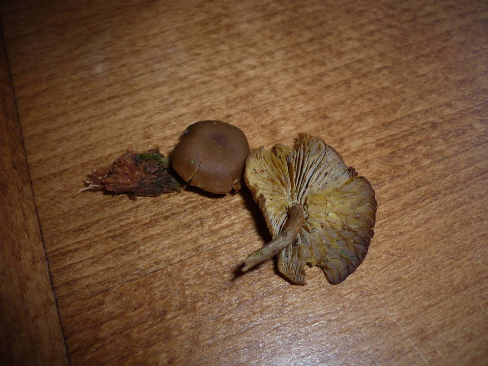 Callistosporium pinicola image