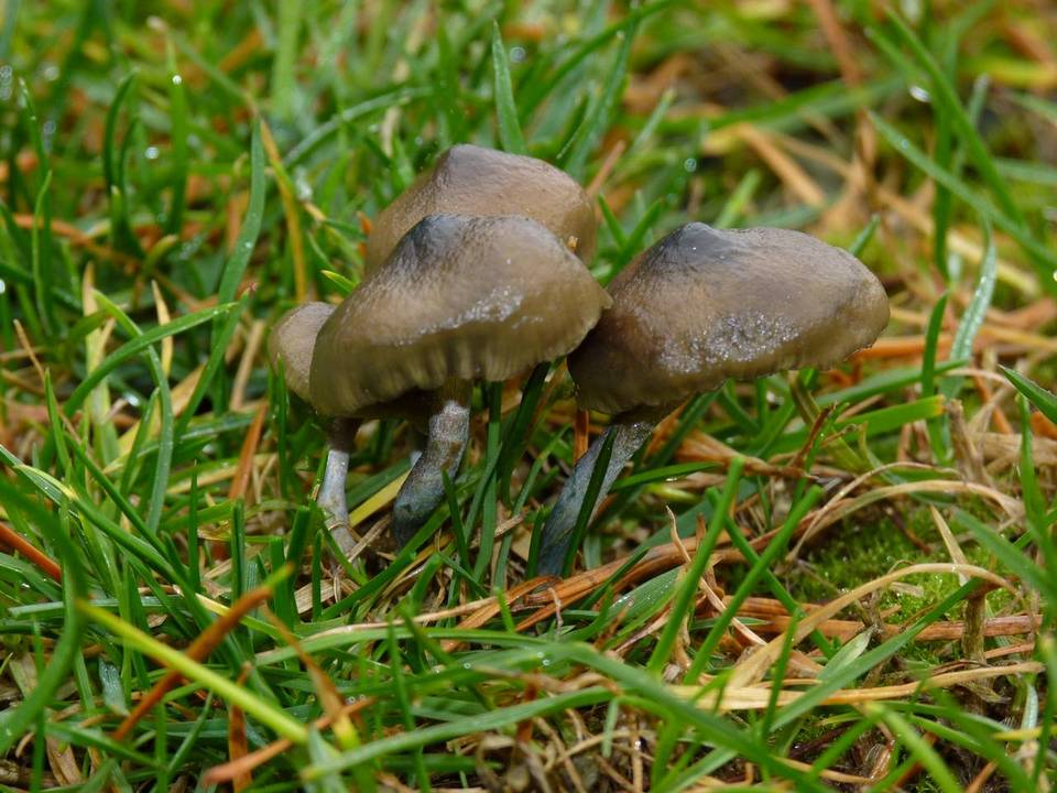 Psilocybe baeocystis image