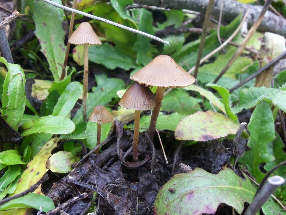 Psilocybe pelliculosa image