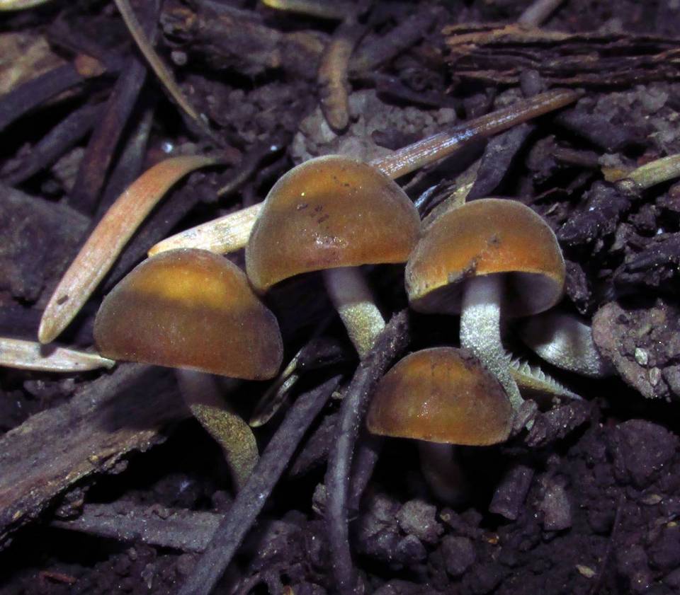 Panaeolus reticulatus image