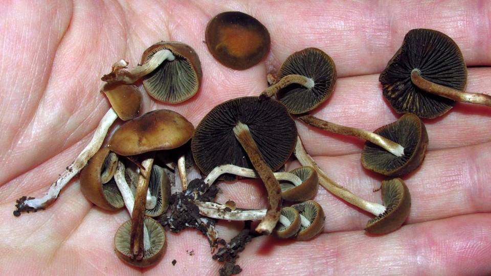 Panaeolus reticulatus image