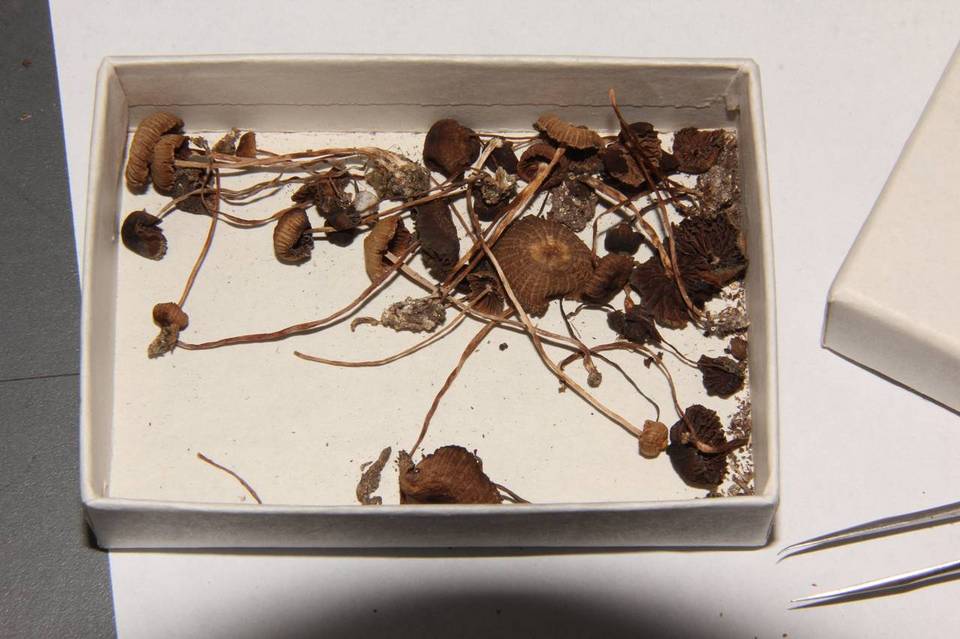 Psilocybe armandii image